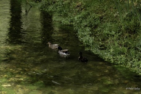 Jardin gites de la trie